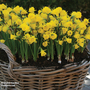 Narcissus bulbocodium 'Golden Bells'