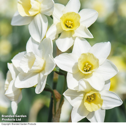 Narcissus 'Pueblo'