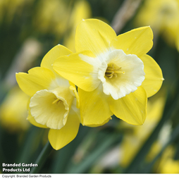 Narcissus 'Pipit'