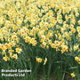 Narcissus 'Suzy'