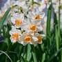 Narcissus 'Kapiti Peach'