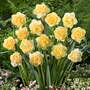 Narcissus 'Kiwi Sunset'