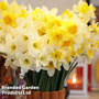 Narcissus 'Cupped'