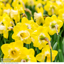 Narcissus 'Mr Vain'