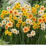 Narcissus Super Scented Jonquilla Collection
