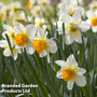 Narcissus 'Pink Pride'