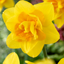 Narcissus 'Queens Day'