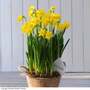 Narcissus Flower Basket - Gift