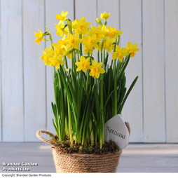 Narcissus Flower Basket - Gift