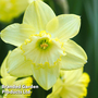 Narcissus 'St Patrick's Day'