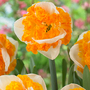 Narcissus 'Swirl'