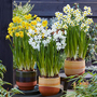 Narcissus 'Tazetta Mix'