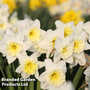 Narcissus 'Topolino'