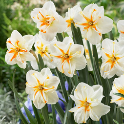 Narcissus 'Trepolo'