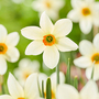 Narcissus 'Viridi 2'