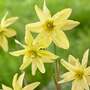 Narcissus viridi 'Double'