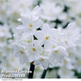 Narcissus 'Paperwhite' - Gift