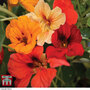 Nasturtium 'Tom Thumb Mixed' - Seeds