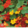 Nasturtium 'Whirlybird Mixed' - Seeds