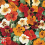 Nasturtium 'Jewel of Africa' - Seeds