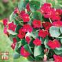 Nasturtium 'Baby Deep Rose' - Seeds