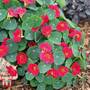 Nasturtium 'Baby Deep Rose' - Seeds