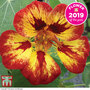 Nasturtium 'Orchid Flame' - Seeds