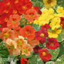Nasturtium 'Alaska Mixed' - Seeds
