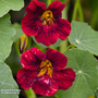 Nasturtium 'Black Velvet' - Seeds