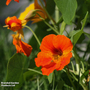 Nasturtium 'Climbing Mixed' - Start-A-Garden? Seed Range