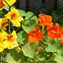 Nasturtium 'Climbing Mixed' - Seeds