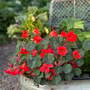 Nasturtium 'Coral Reef' - Seeds