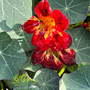 Nasturtium majus 'Crime Scene' - Seeds