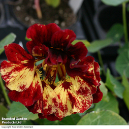 Nasturtium majus 'Crime Scene' - Seeds