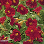 Nasturtium 'Crimson Emperor' - Seeds