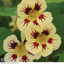 Nasturtium 'Chameleon' - Seeds