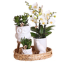 Nature White Phalaenopsis Arrangement
