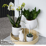 Nature White Phalaenopsis Arrangement