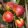 Nectarine 'Lord Napier'