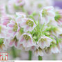 Nectaroscordum siculum