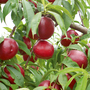 Nectarine (Patio) - Prunus persica nucipersica