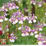 Nemesia 'Seventh Heaven'