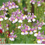 Nemesia 'Seventh Heaven' F1 Hybrid - Seeds