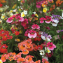 Nemesia 'Carnival Mixed' - Seeds