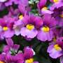 Nemesia 'Lady Dawn'