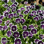 Nemophila menziesii 'Pennie Black' - Seeds