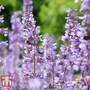 Nepeta faassenii 'Purrsian Blue'