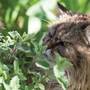 Nepeta cataria - Seeds