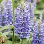 Nepeta nervosa 'Blue Moon' - Seeds