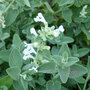 Nepeta x faassenii 'Alba'